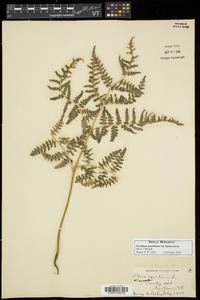 Pteridium aquilinum subsp. latiusculum image