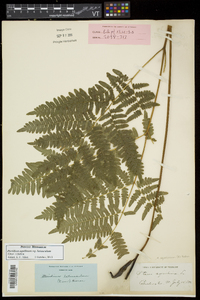 Pteridium aquilinum subsp. latiusculum image