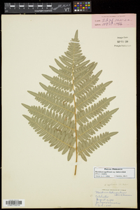 Pteridium aquilinum subsp. latiusculum image