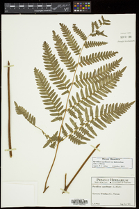 Pteridium aquilinum subsp. latiusculum image