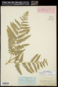 Pteridium aquilinum subsp. latiusculum image