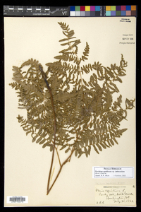 Pteridium aquilinum subsp. latiusculum image