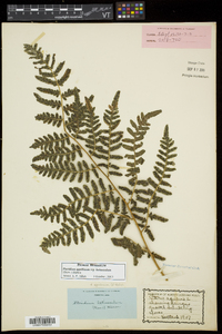 Pteridium aquilinum subsp. latiusculum image