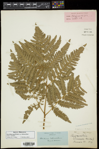 Pteridium aquilinum subsp. latiusculum image