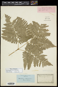 Pteridium aquilinum subsp. latiusculum image