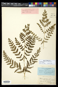 Pteridium aquilinum subsp. latiusculum image