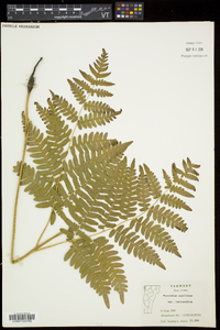 Pteridium aquilinum subsp. latiusculum image