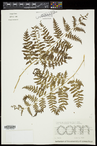 Pteridium aquilinum subsp. latiusculum image