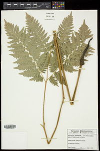 Pteridium aquilinum subsp. latiusculum image