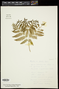 Pteridium aquilinum subsp. latiusculum image