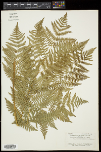 Pteridium aquilinum subsp. latiusculum image