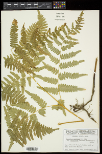 Pteridium aquilinum subsp. latiusculum image