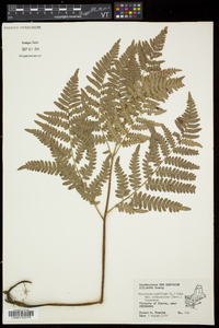 Pteridium aquilinum subsp. latiusculum image