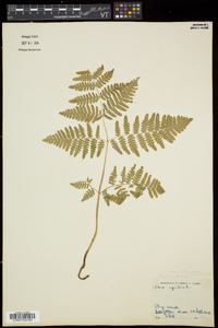 Pteridium aquilinum subsp. latiusculum image