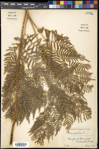 Pteridium aquilinum subsp. pseudocaudatum image