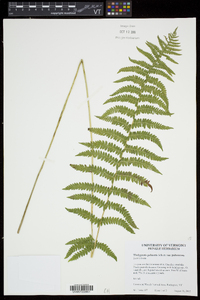 Thelypteris palustris var. pubescens image