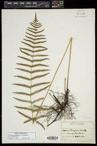 Thelypteris palustris var. pubescens image