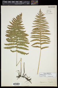 Thelypteris palustris var. pubescens image