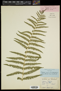 Thelypteris palustris var. pubescens image