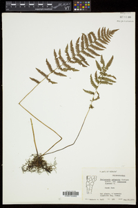 Thelypteris palustris var. pubescens image