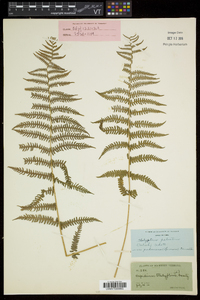 Thelypteris palustris var. pubescens image