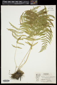 Thelypteris palustris var. pubescens image