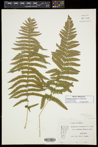 Thelypteris palustris var. pubescens image