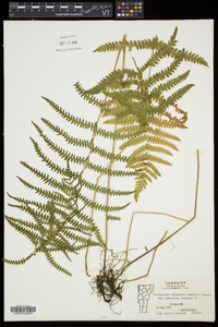 Thelypteris palustris var. pubescens image