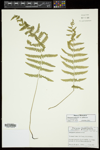 Thelypteris palustris var. pubescens image