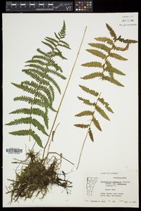 Thelypteris palustris var. pubescens image