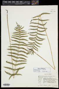 Thelypteris palustris var. pubescens image