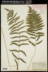 Thelypteris palustris var. pubescens image