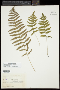 Thelypteris palustris var. pubescens image