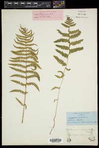 Thelypteris palustris var. pubescens image