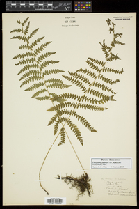 Thelypteris palustris var. pubescens image