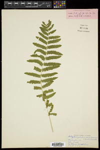 Thelypteris palustris var. pubescens image