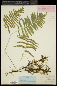 Thelypteris palustris var. pubescens image