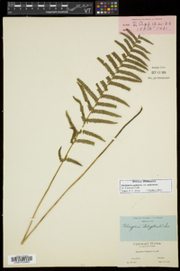 Thelypteris palustris var. pubescens image