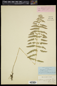 Thelypteris palustris var. pubescens image