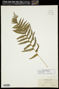 Thelypteris palustris var. pubescens image