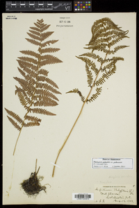 Thelypteris palustris var. pubescens image