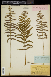 Thelypteris palustris var. pubescens image