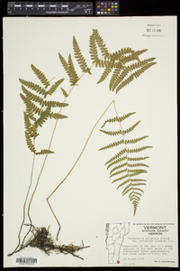 Thelypteris palustris var. pubescens image