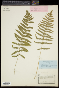 Thelypteris palustris var. pubescens image