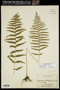 Thelypteris palustris var. pubescens image