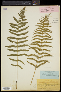 Thelypteris palustris var. pubescens image