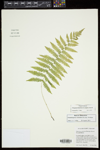 Thelypteris simulata image