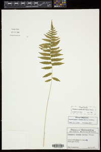 Thelypteris simulata image