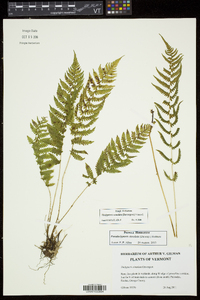 Thelypteris simulata image