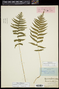 Thelypteris simulata image